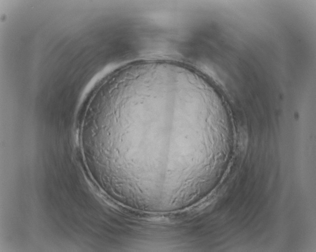 X0000084021462200703022044