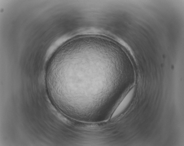 X0000084021464200703022044