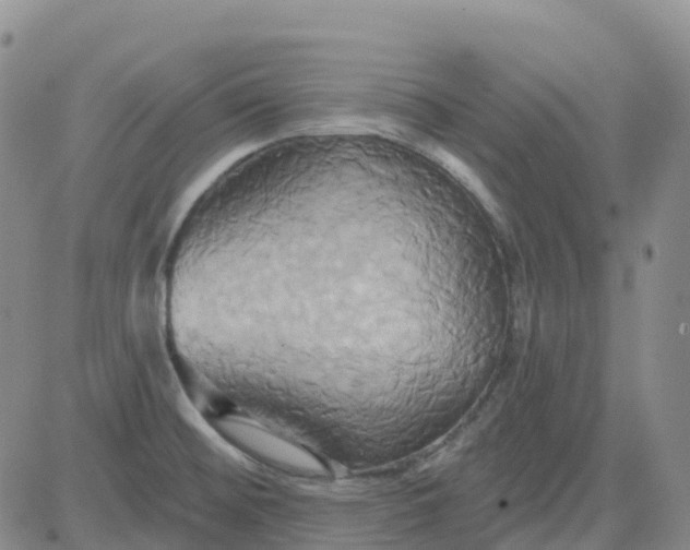 X0000084021476200703022044