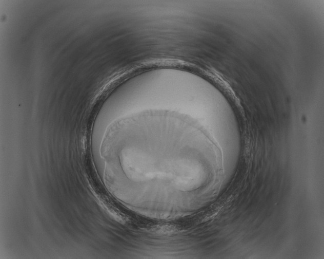 X0000084020063200703161750