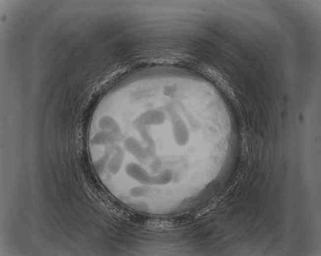 X0000084020354200703161745