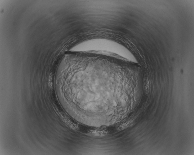 X0000084020466200703161744