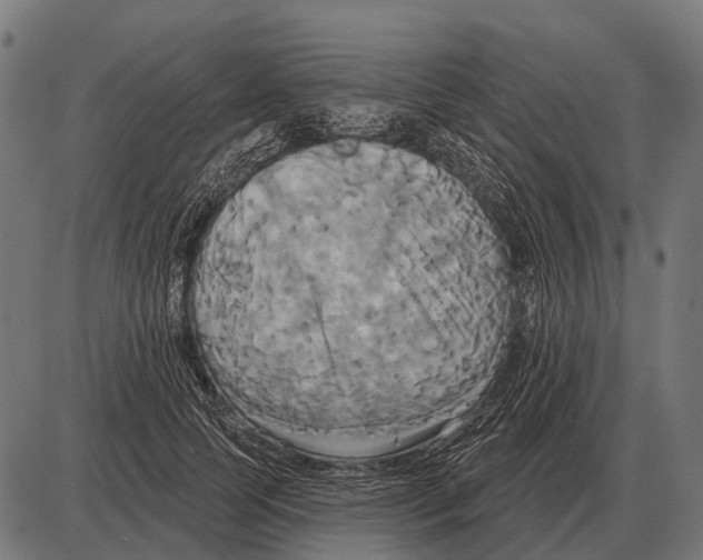 X0000084020745200703161739