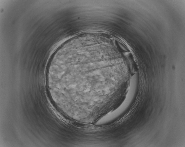 X0000084020795200703161738