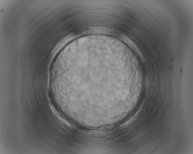 X0000084020844200703161737