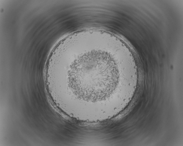 X0000084020856200703161738