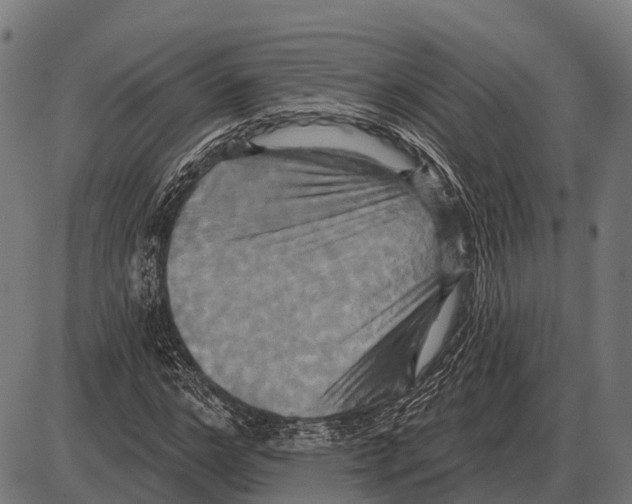 X0000084020968200703161735