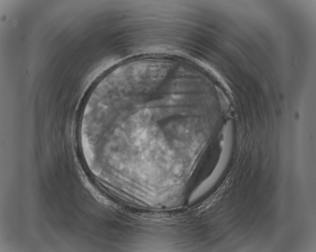 X0000084020991200703161735