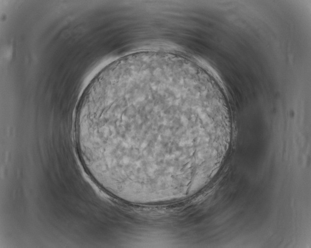 X0000084021103200703161733