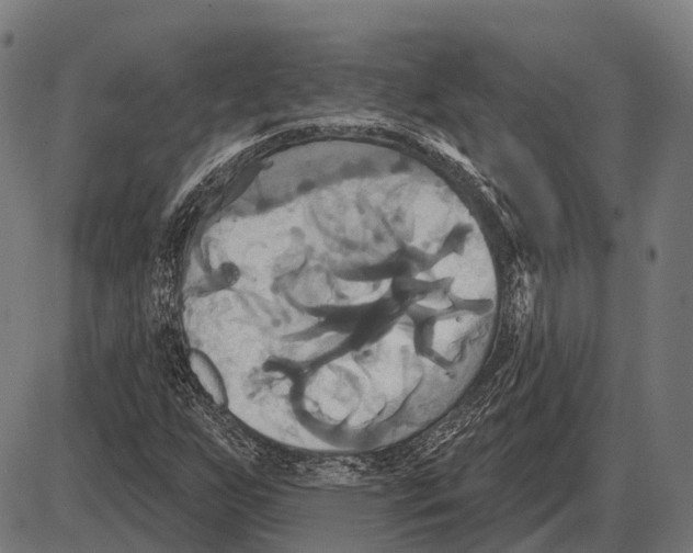 X0000084021255200703161730