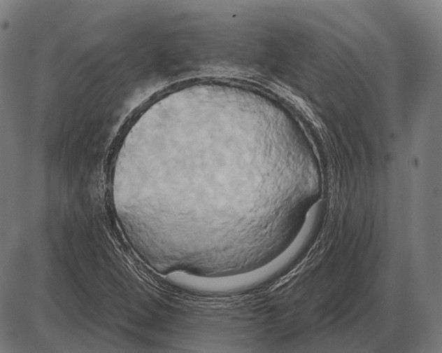 X0000084021264200703161730