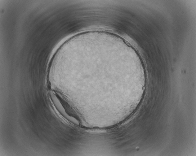 X0000084021296200703161730