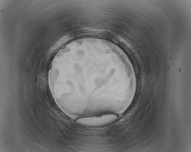 X0000084021354200703161729