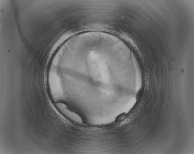 X0000084021424200703161728