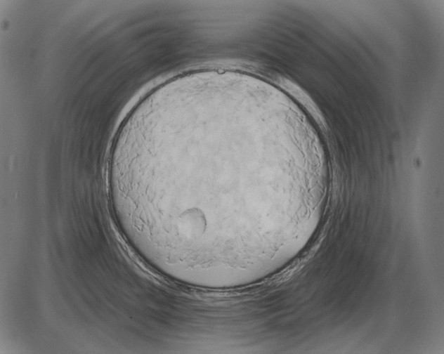 X0000084021436200703161728