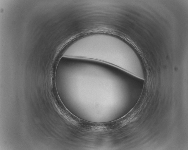 X0000084030446200702160856