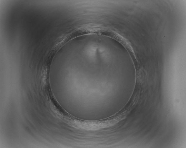 X0000084030018200702161446