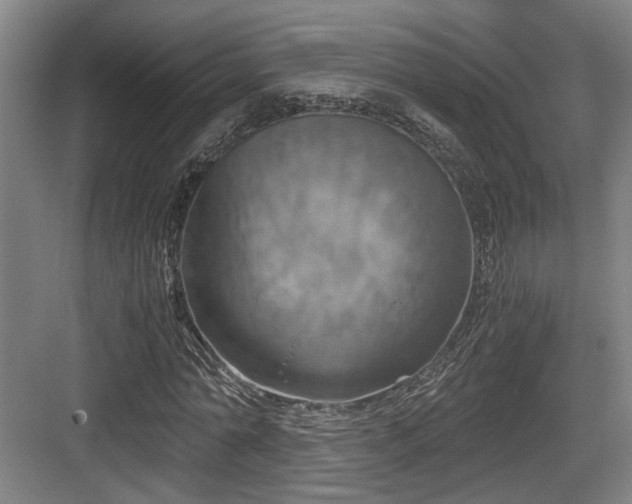 X0000084030774200702161433