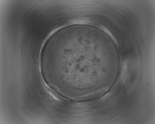 X0000084031035200702161429