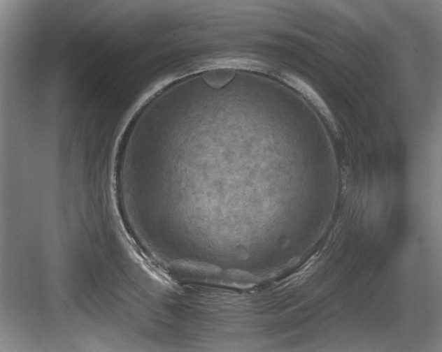 X0000084031043200702161429