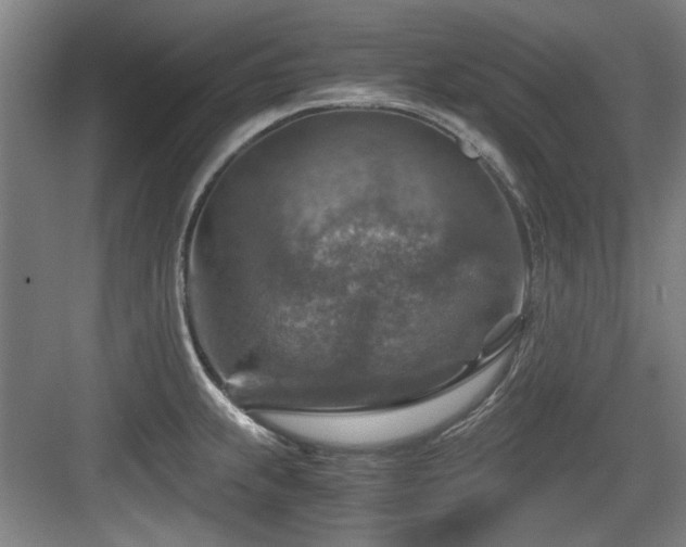 X0000084031239200702161426