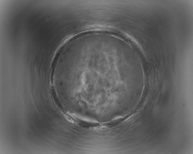 X0000084031267200702161425