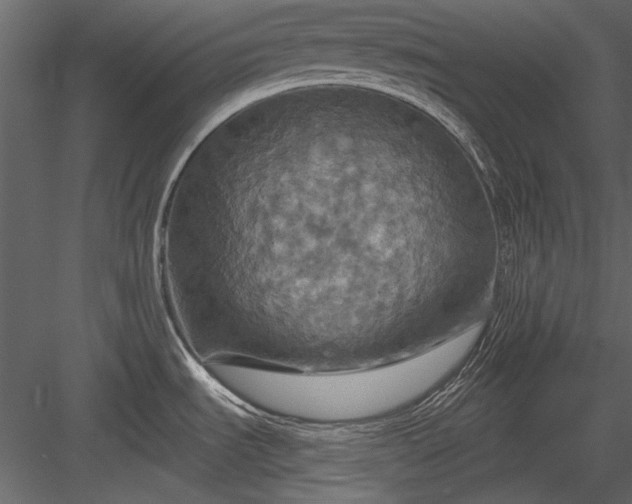 X0000084031535200702232245