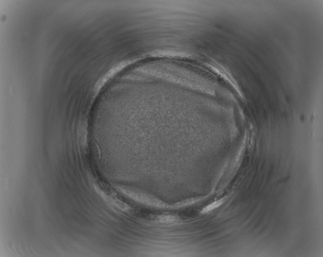 X0000084030204200703022131