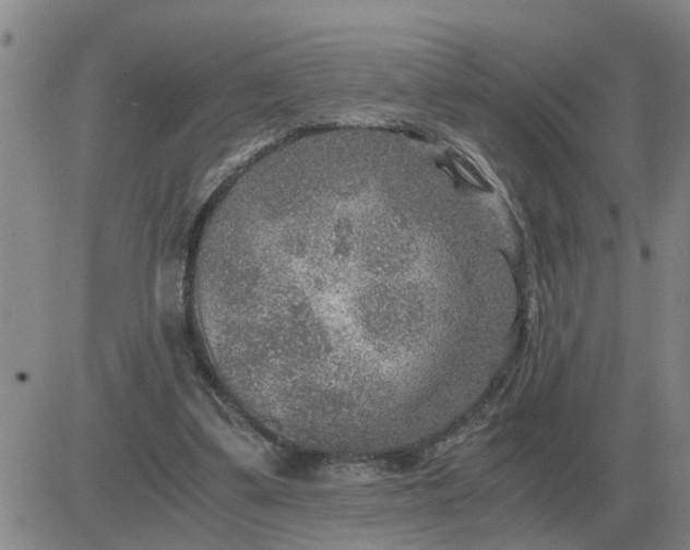 X0000084030299200703022130