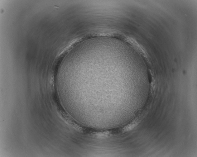 X0000084030306200703022129