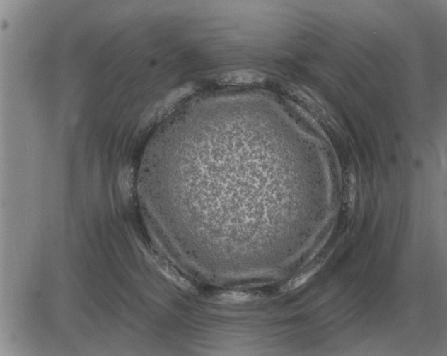 X0000084030326200703022129