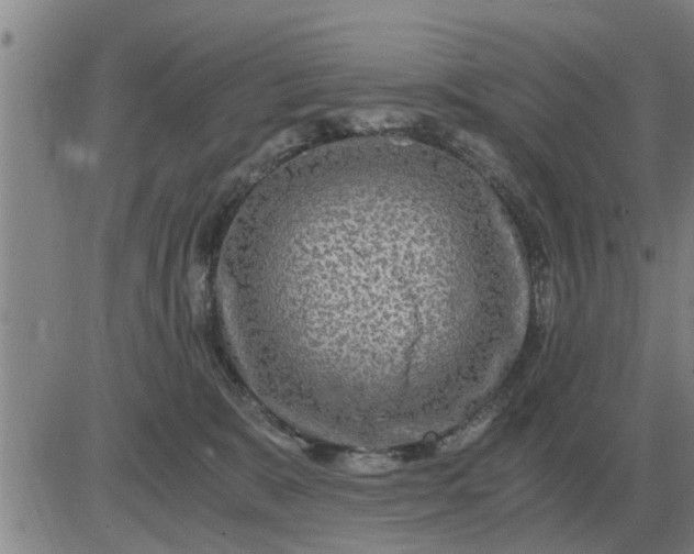 X0000084030327200703022129