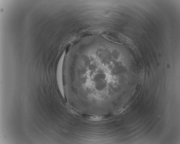 X0000084030335200703022129