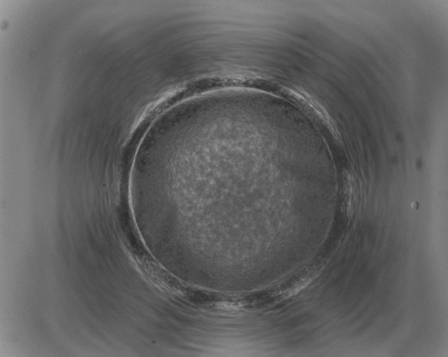 X0000084030496200703022126