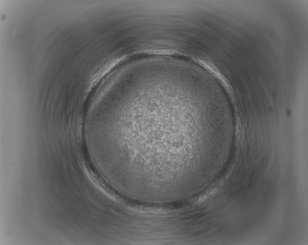 X0000084030533200703022125