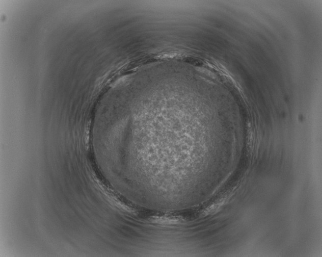 X0000084030545200703022125