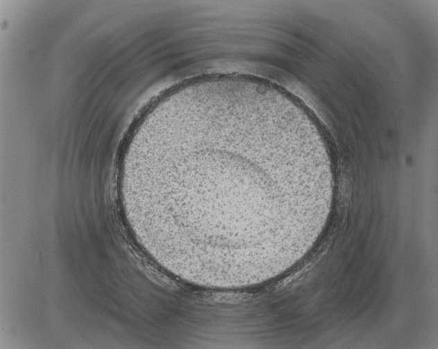 X0000084030832200703022120