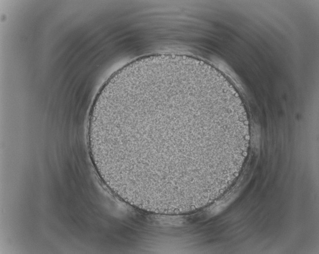 X0000084030856200703022121