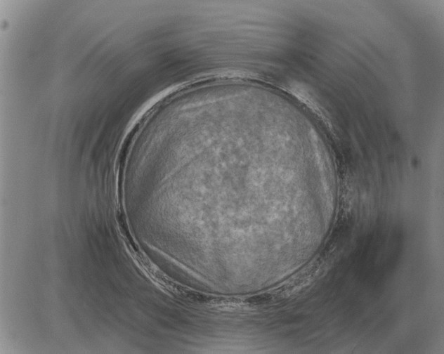 X0000084030886200703022120