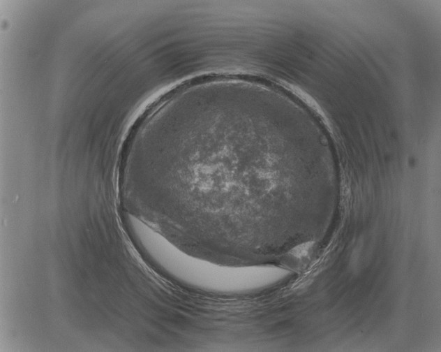 X0000084030935200703022119