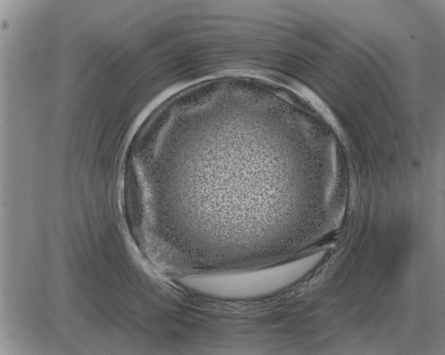 X0000084030955200703022119