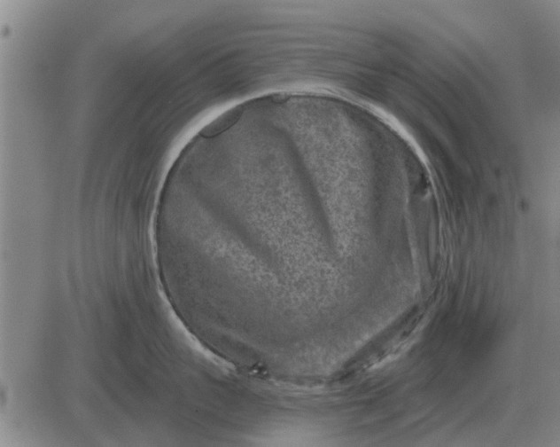 X0000084030959200703022119