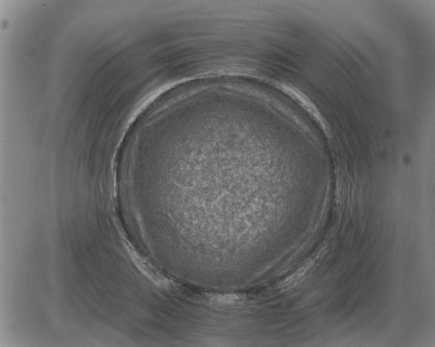 X0000084031031200703022117