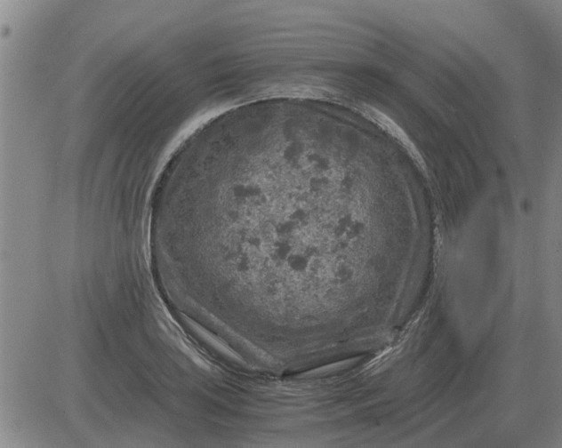 X0000084031035200703022117