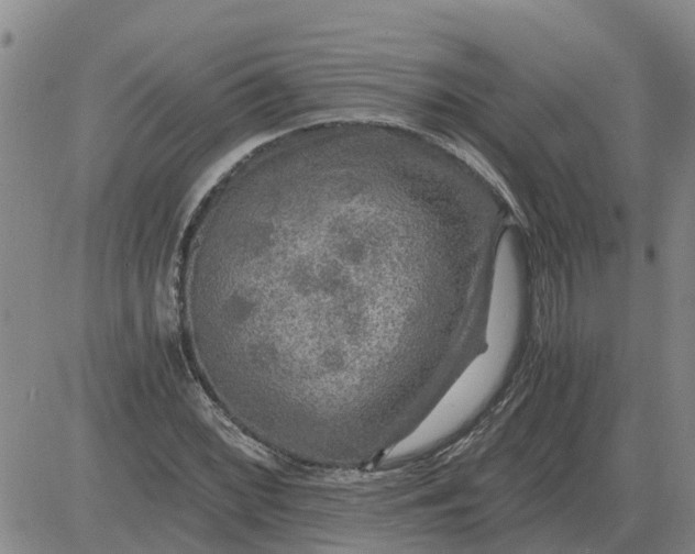 X0000084031068200703022117