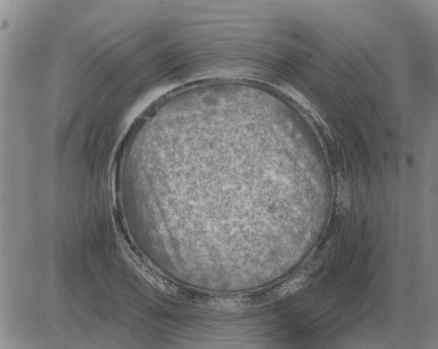 X0000084031078200703022116