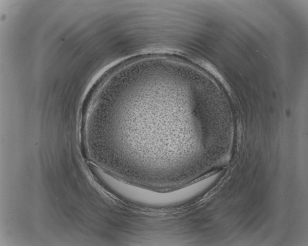 X0000084031124200703022115