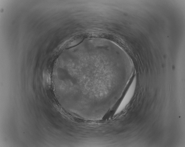 X0000084031155200703022115