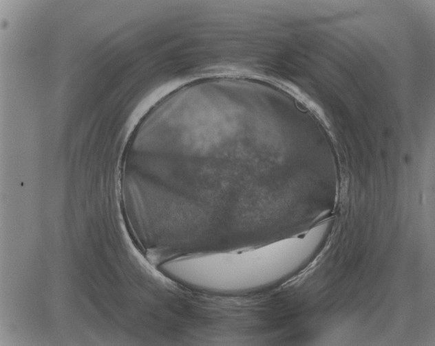 X0000084031239200703022114