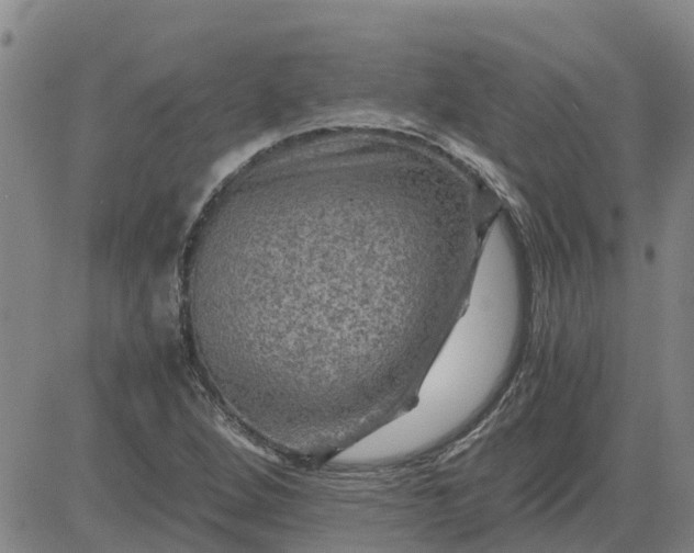 X0000084031264200703022113